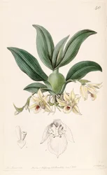 Illustration of Promenaea rollissonii (as syn. Maxillaria rollissonii)